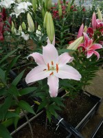 [4280 Oder Mak No01.JPG]